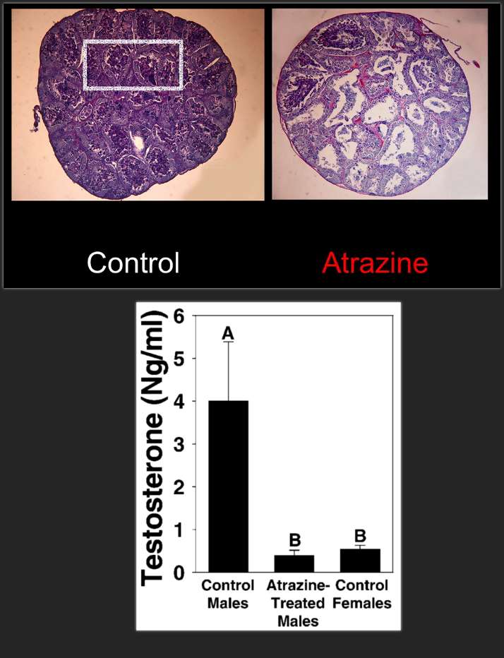 Slajd z prezentacji Hayesa porównujące zdjęcia mikroskopowe żabich jąder. Widać, że w drugim z nich, podpisanym 'atrazyna', znajduje się znacznie więcej pustych przestrzeni.